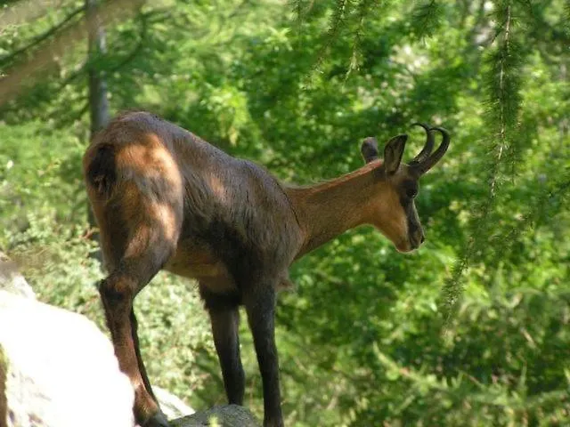 La petite étoile d'hôtes en Mercantour Saint-Dalmas-le-Selvage